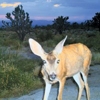 Mule deer at spring.