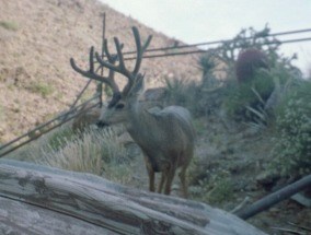 Mule deer buck at Clark big game guzzler.