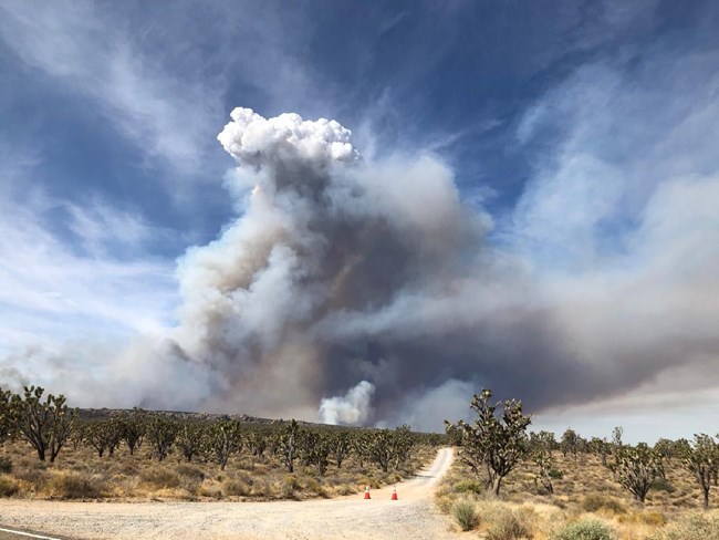 A Joshua tree woodland vista with a gravel road leading to its center. In the distance, a grey smoke column rises.