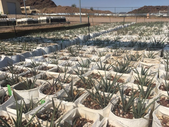 An array of dozens of green succulents being grown in large white rectangular containers.