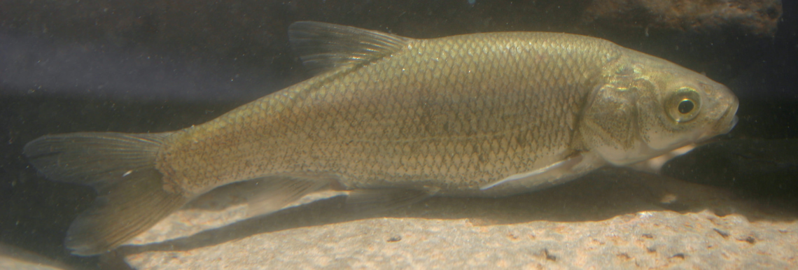 Mohave Tui Chub fish