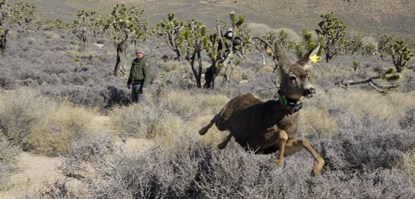 Image result for mule deer