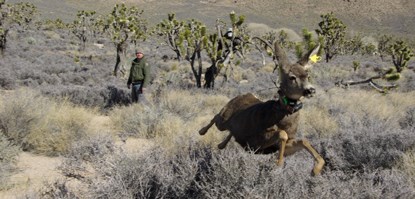 Mule deer release.