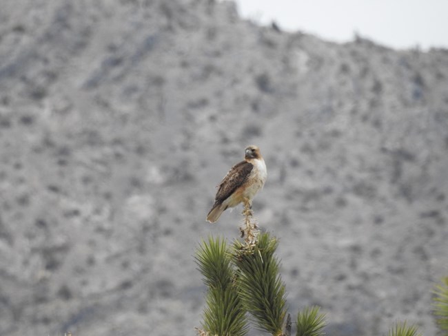 A brown and white Red-tailed hawk perched on top of a spiky green Joshua tree.