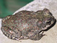 photo of red spotted toad photo of red spotted toad