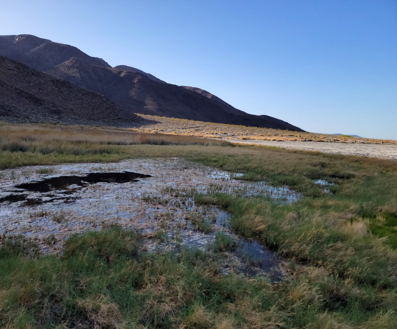 pond of water and vegetation along Zzyzx Road