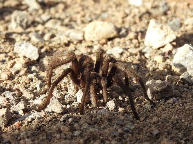 Tarantula