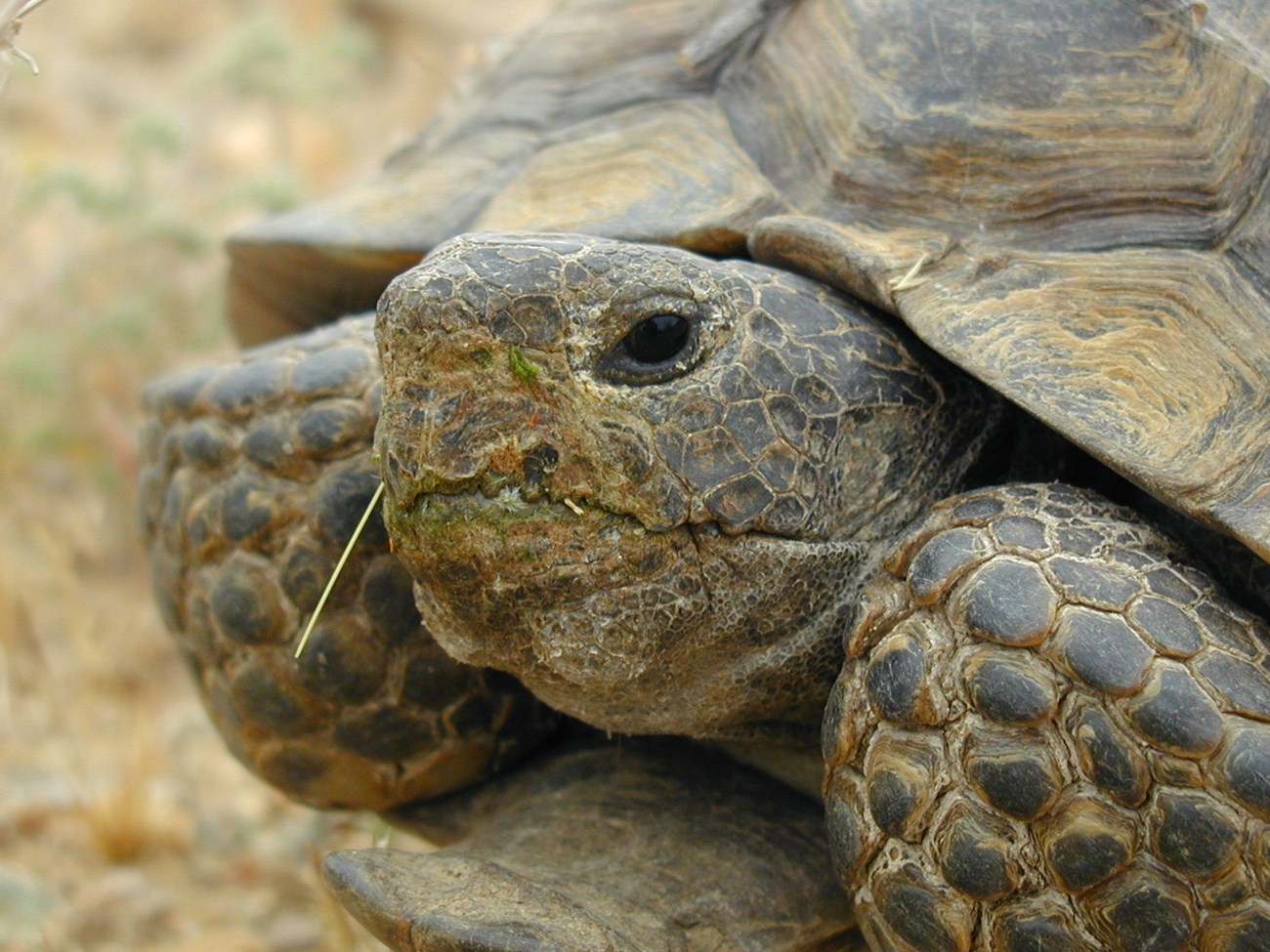 close up of a desert tortoise