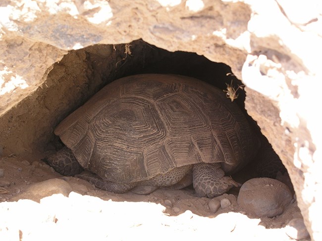 a desert tortoise in its burrow