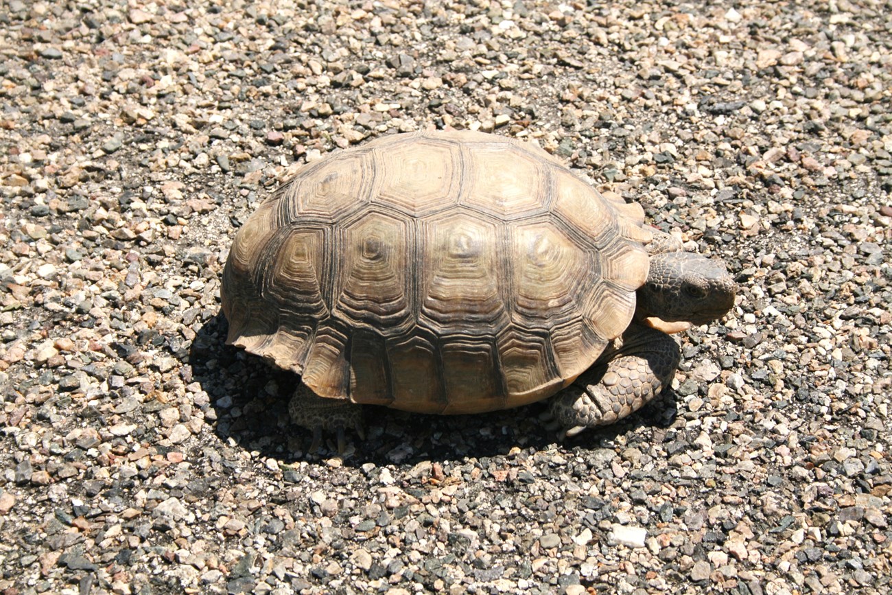 tortoise