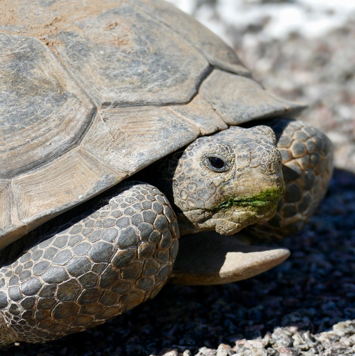 close up of desert tortoise