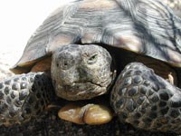 photo of tortoise photo of tortoise