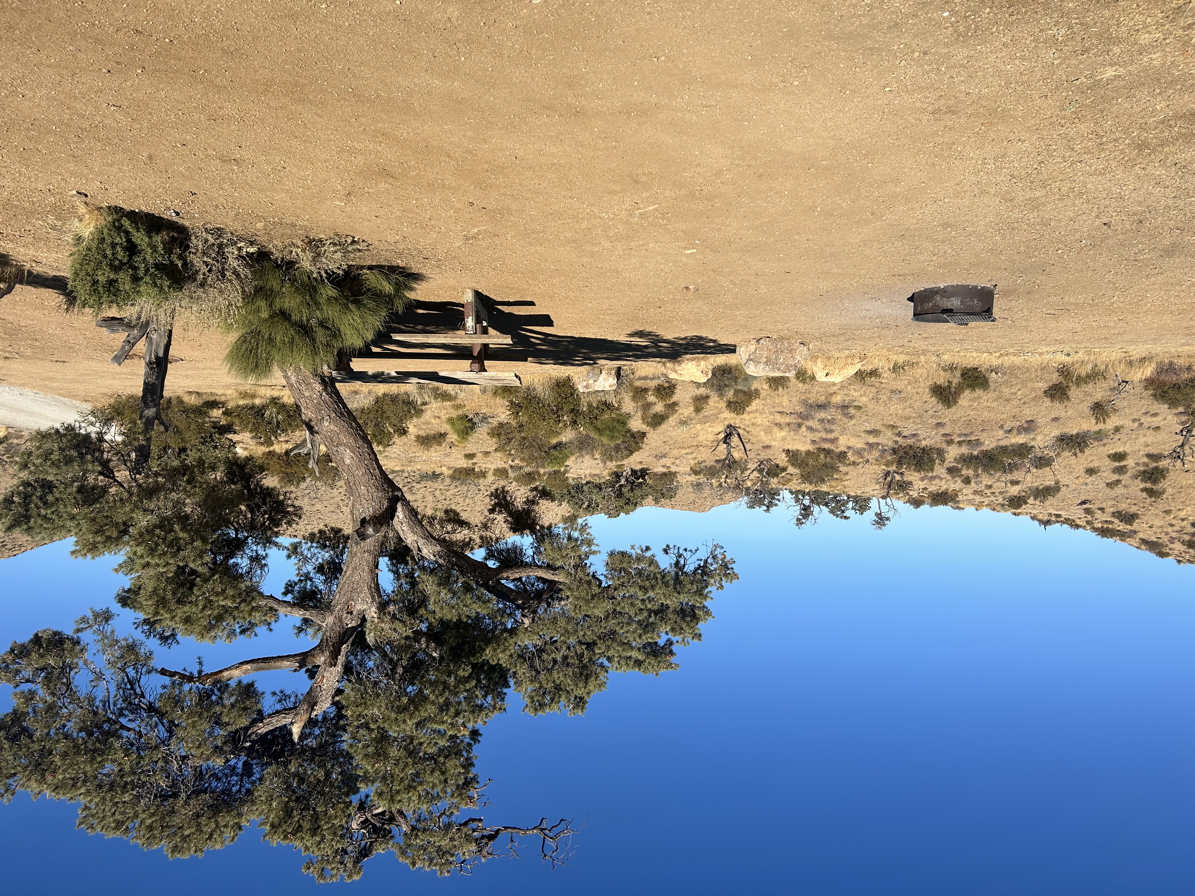 A campsite with a tree, fire ring and picnic table.
