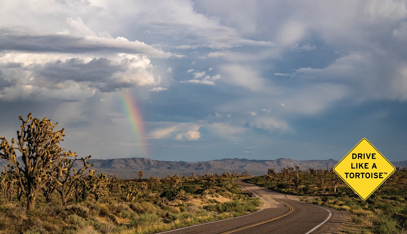 Photo with DLAT graphic 3 A road with Joshua trees, clouds, and a rainbow in the background. A yellow diamond sign graphic reads Drive like a Tortoise (TM)
