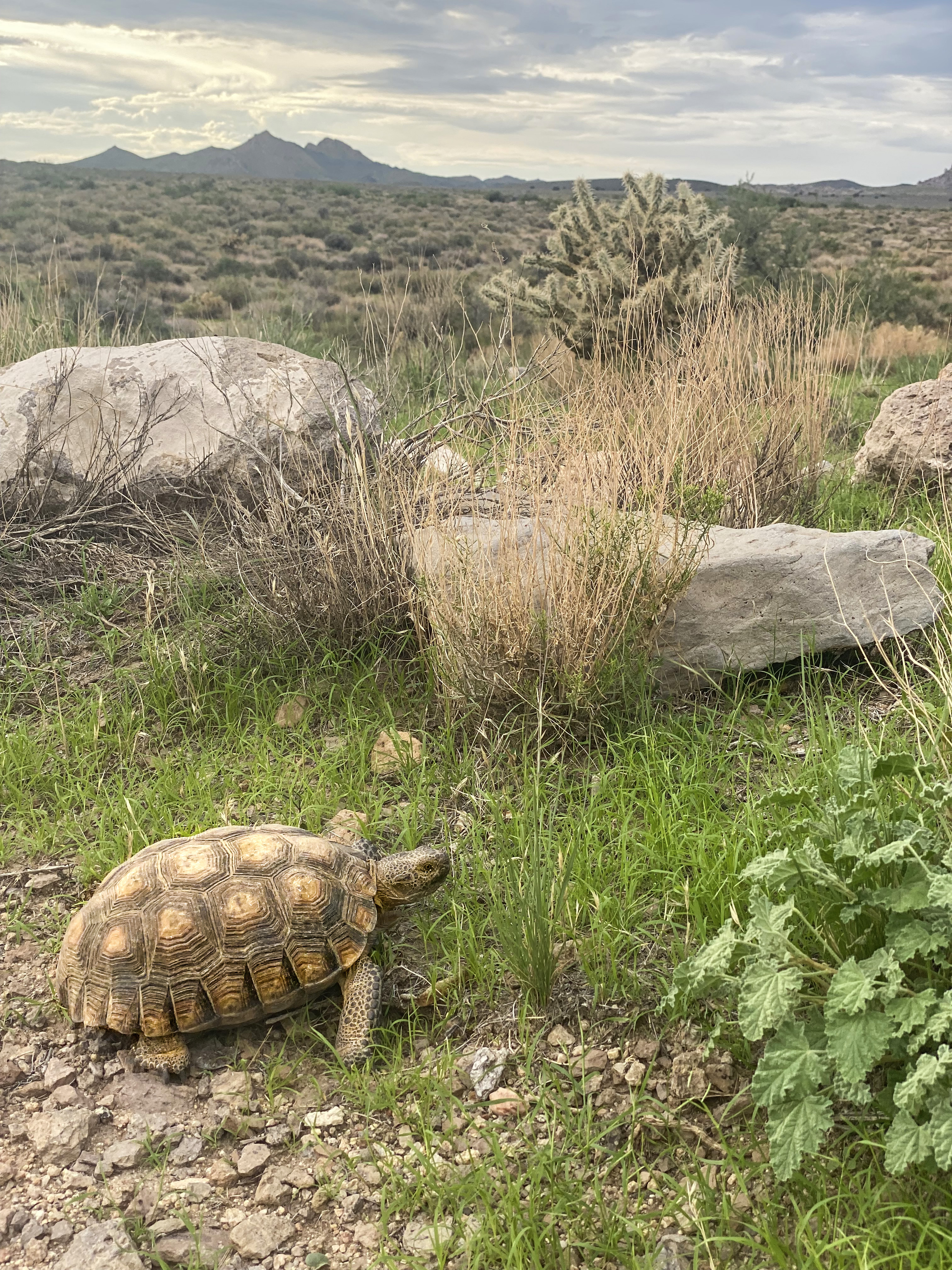A desert tortoise walking along a gravel patch next to green grass in the context of a desert landscape with new plant growth