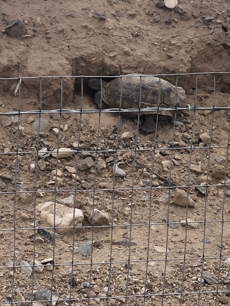 Tortoise Tortoise protected from crossing the road by a tortoise fence