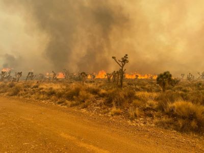 Joshua Trees burning in Mojave National Preserve