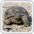 DT_app_icon_1