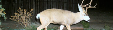photo of a deer at night