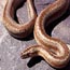 Rosy Boa
