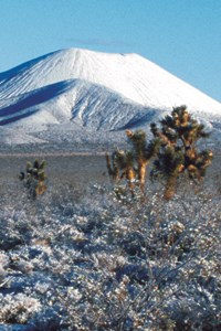 Cinder cones and Joshua trees in winter snow.