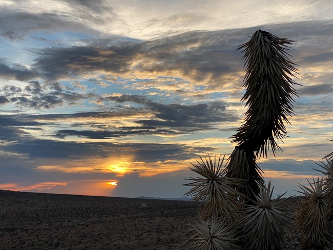 A colorful sunset sky with silhouette of spiky Joshua Tree