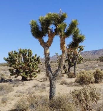 A Joshua Tree in the center with other Joshua trees, creosote, and mountains.