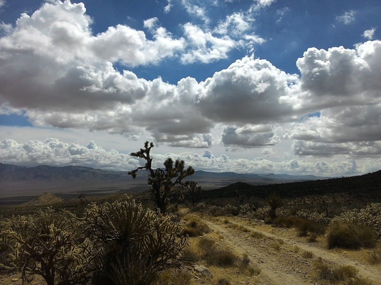 Mojave Road crossing Joshua tree and desert mountain terrain beneath large clouds