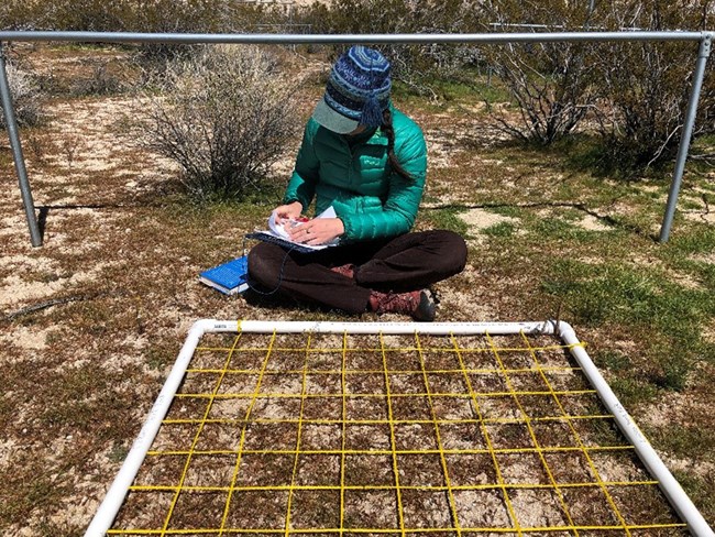 A scientist sits next to a grid plot taking notes outside in vegetation