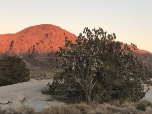 Joshua trees and Juniper trees in foreground with sunset light on the Ivanpah Mountains in the background