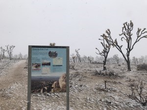 Tetunoia Peak trailhead sign and burned Joshua trees seen while it is snowing