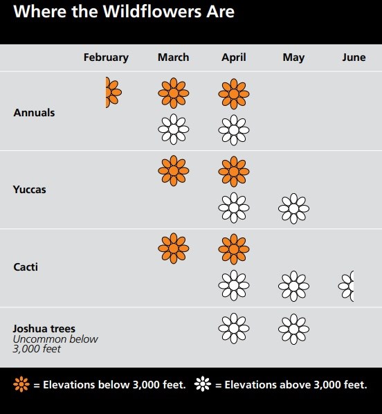 Grid listing when Annuals, Yuccas, Cacti, and Joshua Trees bloom and at which elevation.