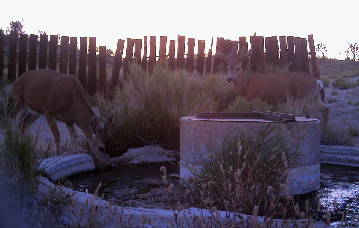 Hunting - Mojave National Preserve (U.S. National Park Service)