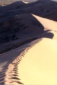 Footprints along Kelso Dunes.