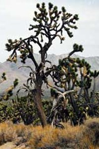 Joshua Tree along Cima Road