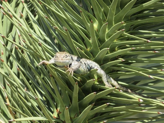 A yellow backed spiny lizard in a tree.