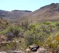 photo of Piute Springs photo of Piute Springs