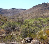 photo of Piute Springs