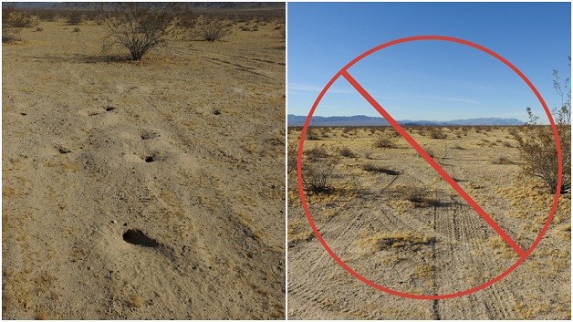 Two photos. On the left are several small animal burrows. On the right are tire tracks branching off into wilderness near Soda Dry Lake, with a red slash mark through the photo.