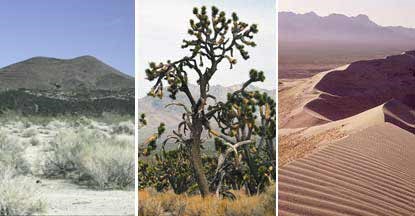 Montage of three photos of cinder cones, joshua trees, and sand dunes. Montage of three photos of cinder cones, joshua trees, and sand dunes.