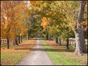 Thomas Farm Lane in Autumn