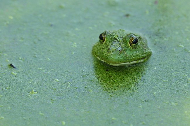 An American bullfrog sticks its head out of water.
