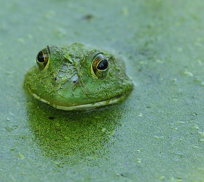 American Bullfrog covered in Duckweed