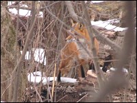 Red fox Red fox