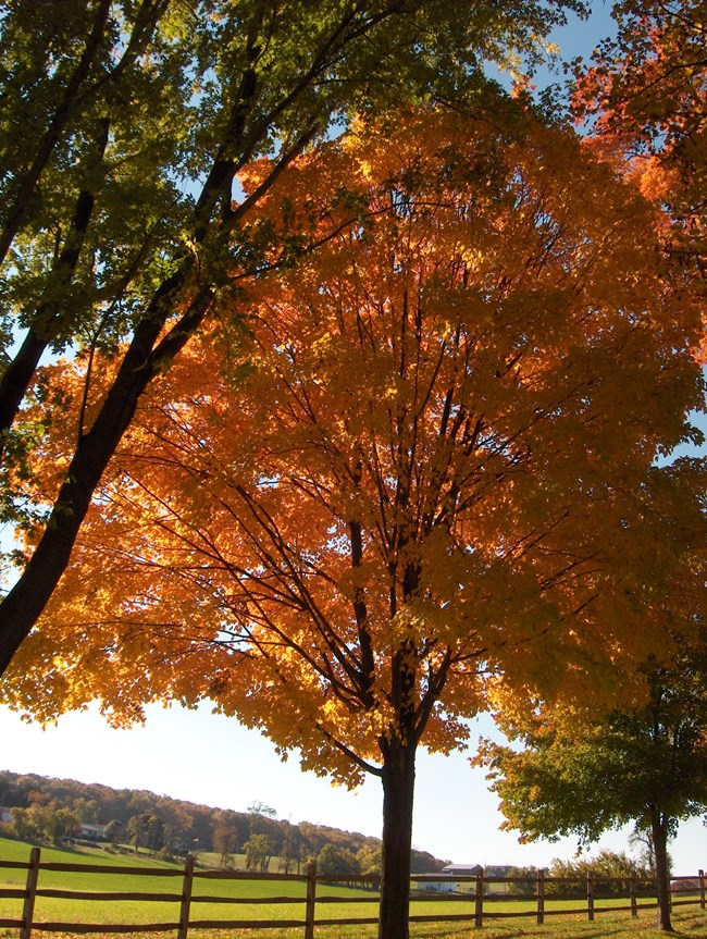 A tree with orange leaves