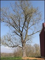 tree placeholder tree placeholder