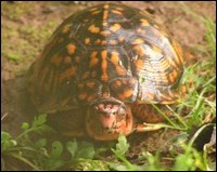 Box turtle Box turtle