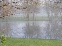Reflection of trees in small pond.