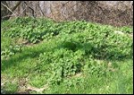 A green patch of garlic mustard