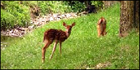 White tail deer fawns